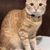 Foto de un gato reunido en Bengaluru