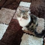 Foto del gato perdido en St Vallier