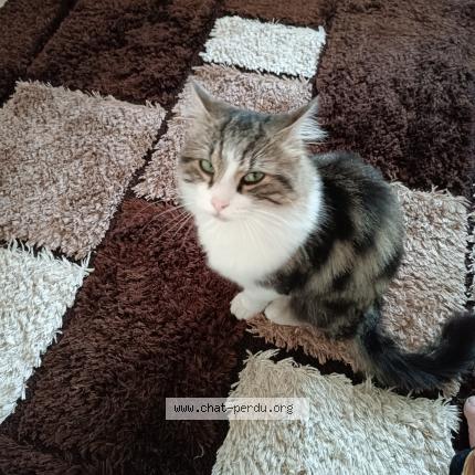 Foto 1/2 Rikiss Chat perdido en St vallier