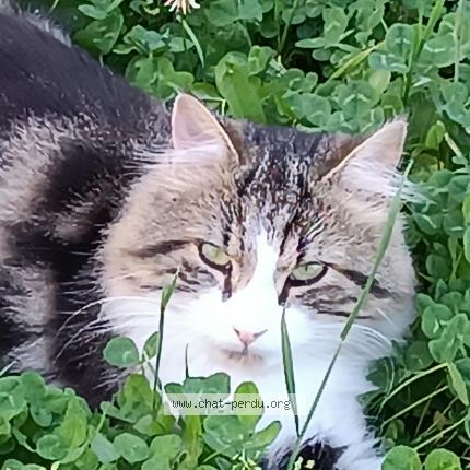 Foto 2/2 Rikiss Chat perdido en St vallier