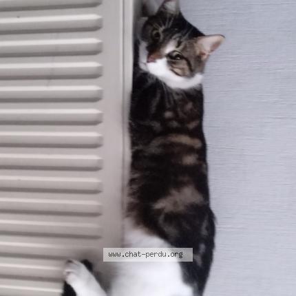 Foto 1/1 Nounoune Chat perdido en Manson