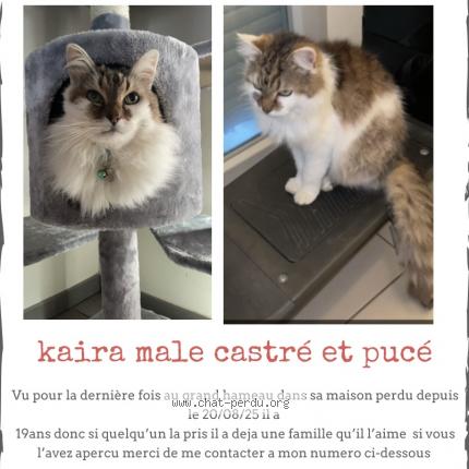 Foto 1/1 Kaira Chat perdido en Le havre