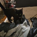 Foto del gato perdido en Montreal