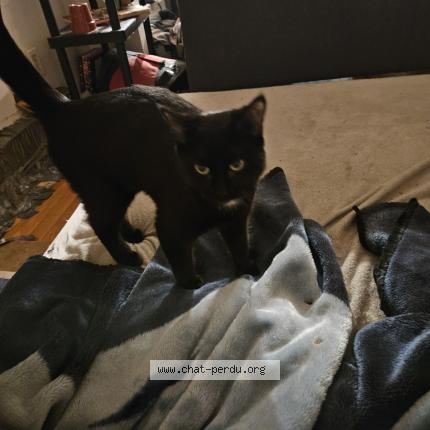 Foto 1/1 Ruby Chat perdido en Montreal