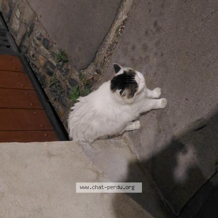 Foto 1/1 Gato encontrado Encontrado en Toulouse