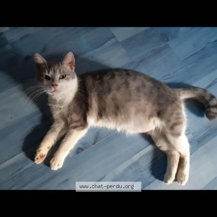 Foto 1/1 Pailette Chat perdido en Tresilley