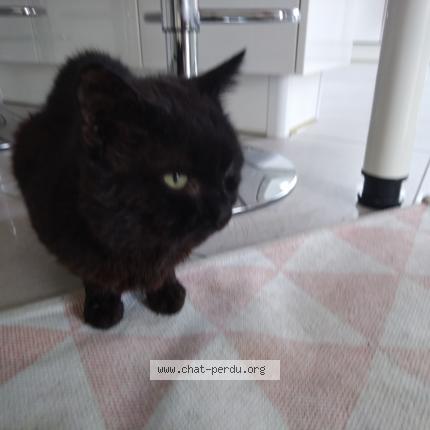 Foto 1/1 Gato encontrado Encontrado en Replonges