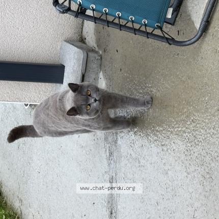 Foto 1/1 Thanos Chat perdido en Beaupreau