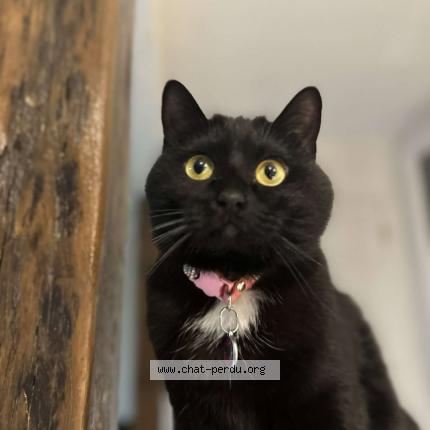 Foto 1/1 Aya Chat perdido en Tours