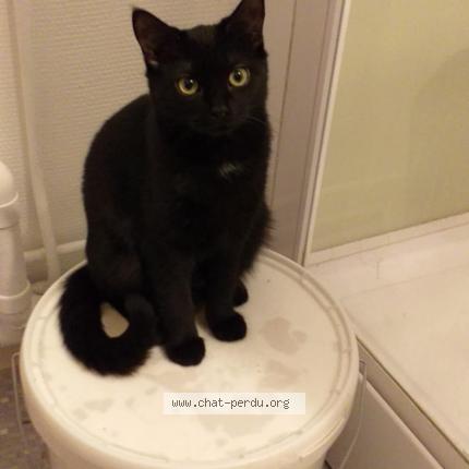 Foto 1/1 Inaya Chat perdido en Witry les reims