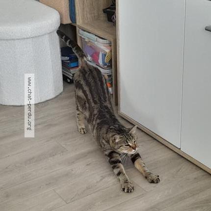 Foto 1/4 Gato encontrado Encontrado en Le mans