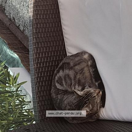 Foto 3/4 Gato encontrado Encontrado en Le mans