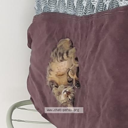 Foto 4/4 Gato encontrado Encontrado en Le mans