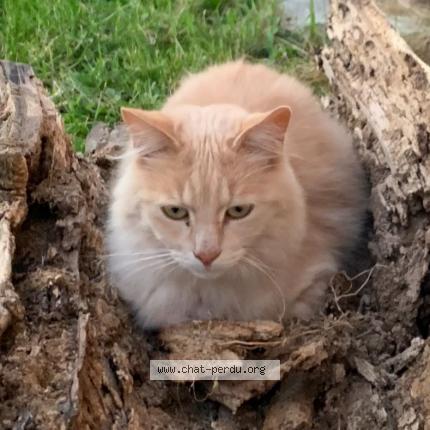 Foto 1/1 Rio Chat perdido en Menetreol sur sauldre