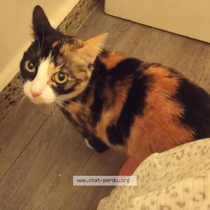 Foto 1/1 Choucki de Chat perdido en Saint victor de morestel