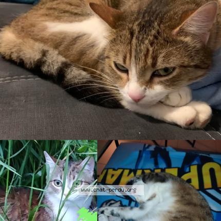 Foto 1/1 Gato encontrado Perdido en Quincieux