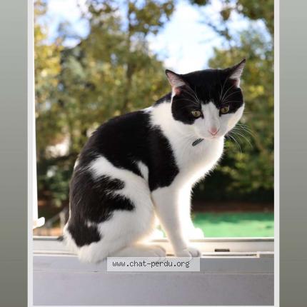 Foto 2/2 Tigrou Chat perdido en Bondy