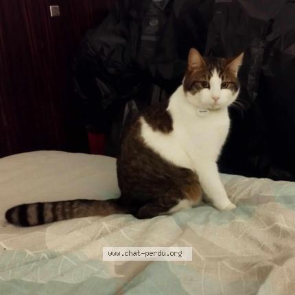 Foto 1/1 B-chat Chat perdido en Albens