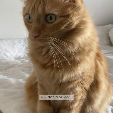 Foto 1/1 Smookie Chat perdido en St rambert d albon