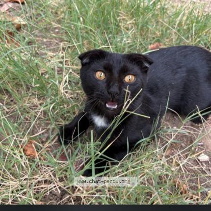 Foto 1/1 Gato encontrado Encontrado en Six fours les plages