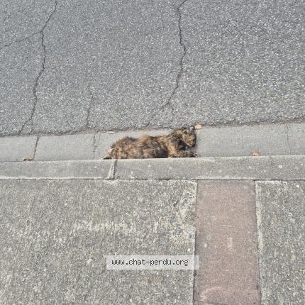 Foto 1/1 Gato encontrado Encontrado en Blagnac