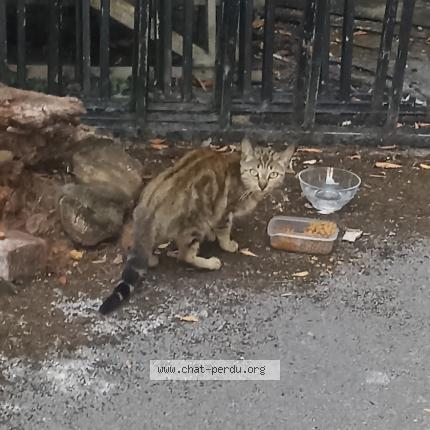 Foto 1/1 Gato encontrado Encontrado en Le quesnoy 59530