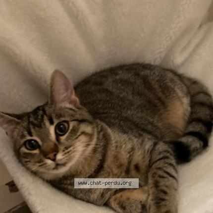 Foto 1/1 Guimauve Chat perdido en Nancy