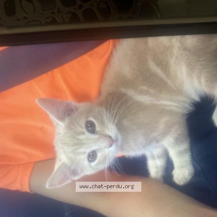 Foto 1/1 Dallas Chat perdido en Saint ouen l aumone