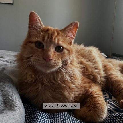 Foto 1/1 winny Chat perdido en Lauzerte