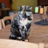 Foto del gato perdido en Lorgues