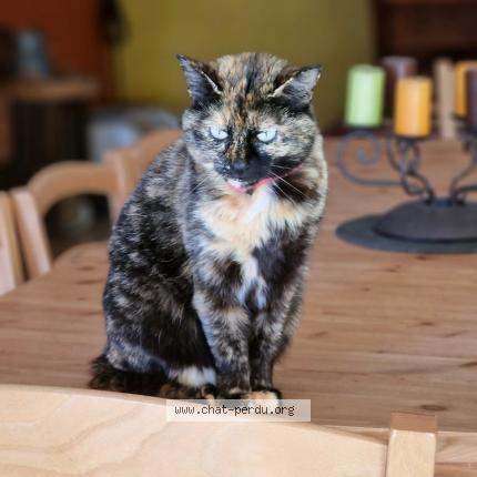 Foto 1/1 RUBY Chat perdido en Lorgues