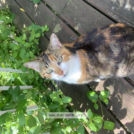 Foto 1/1 Mosaïque Chat perdido en Neauphle le chateau