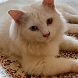 Foto del gato perdido en Karachi