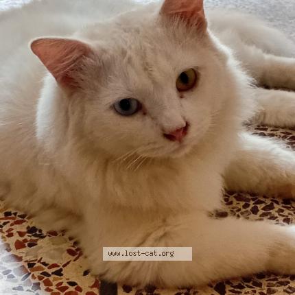 Foto 1/1 Dragon Chat perdido en Karachi