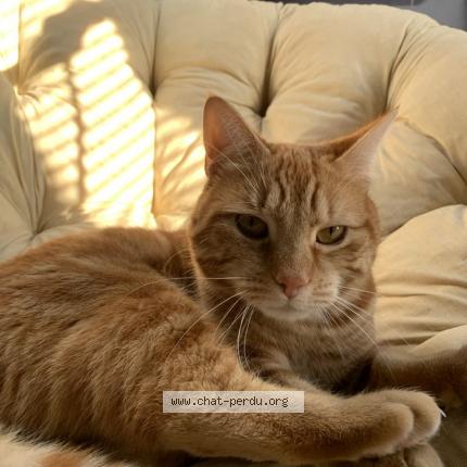 Foto 1/1 Buddy Chat perdido en Messincourt