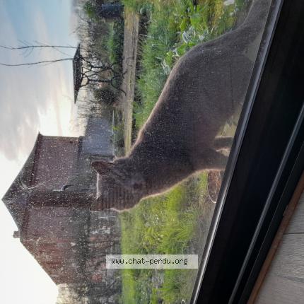 Foto 1/1 Grizouille Chat perdido en Avesnes sur helpe