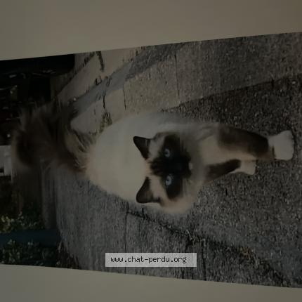 Foto 1/1 RAMSES Chat perdido en Jarville la malgrange