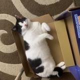 Foto del gato perdido en Bouchemaine