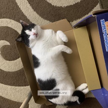 Foto 1/1 Miaouss Chat perdido en Bouchemaine