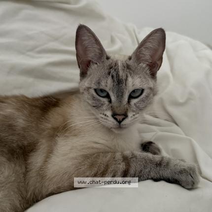 Foto 1/1 Hope Chat perdido en Conflans sainte honorine