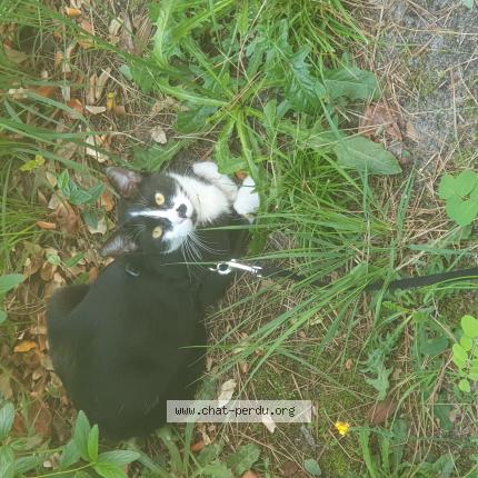 Foto 1/1 Fripouille Chat perdido en Sermaise