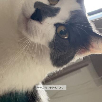 Foto 1/1 Joy Chat perdido en Nomain