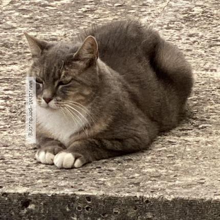 Foto 1/3 Tulsie Chat perdido en Montlieu la garde la garde