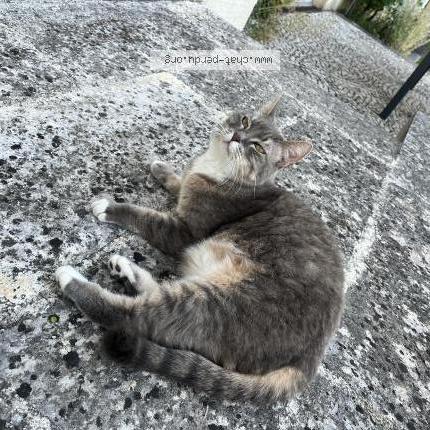 Foto 2/3 Tulsie Chat perdido en Montlieu la garde la garde
