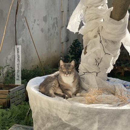 Foto 3/3 Tulsie Chat perdido en Montlieu la garde la garde