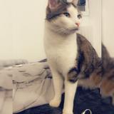 Foto del gato perdido en Riaille