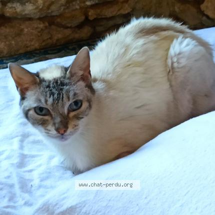 Foto 1/1 Gato encontrado Encontrado en Le lion d angers