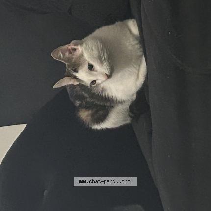 Foto 1/1 Gaga Chat perdido en Paris