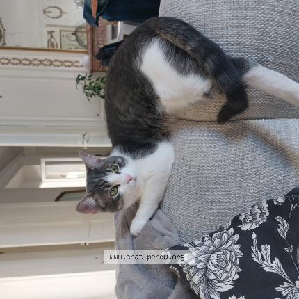 Foto 1/1 YOYO Chat perdido en Fontainebleau