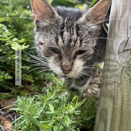Foto 2/3 Gato encontrado Encontrado en Sully sur loire